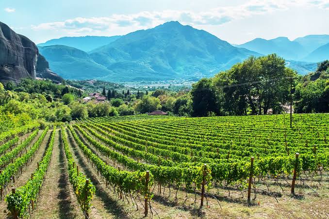 Vineyard in the hills near Epidavros