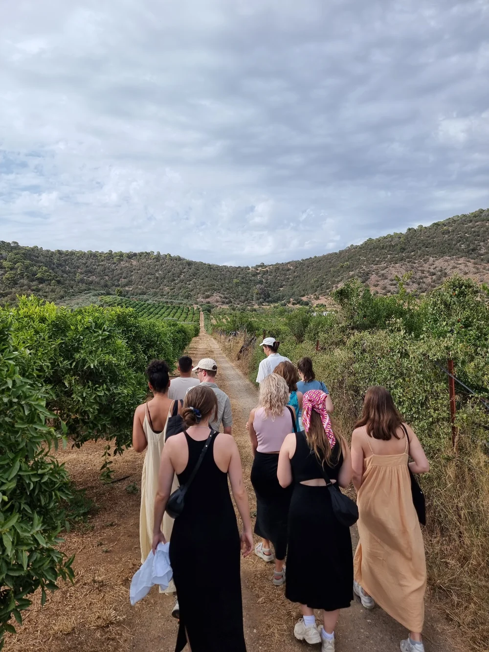 Guests walking through a grove on an olive oil tasting tour